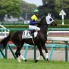 【新馬戦】ホットメッセージ末脚鋭く3着に食い込む！【2015年11月1日】