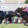 【福寿草特別】ロイカバード圧勝！古馬になってから楽しみな１頭！【2016年1月11日】