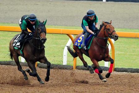 東京優駿 日本ダービー 17 追い切り診断 各馬好仕上がり 注目の一頭は フランケルjr の競馬予想