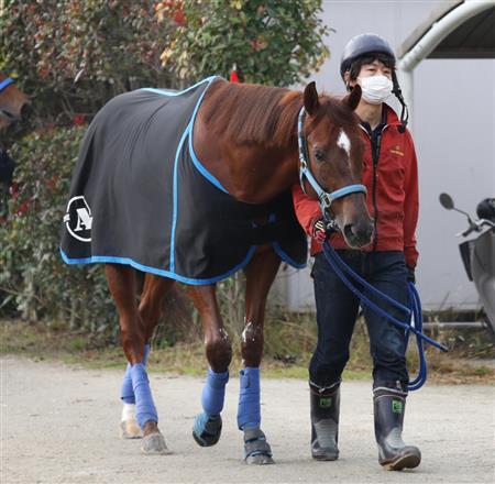 チャンピオンズカップ 17 血統穴馬予想 複勝1点でどうぞっ フランケルjr の競馬予想