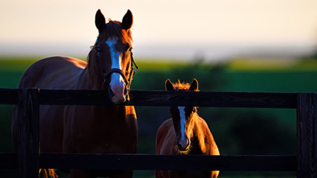 競馬コラム 3日開催最終日は成人の日 大人の買い方でよい3連休を 競馬次走2019年1月8日 フランケルjr の競馬予想